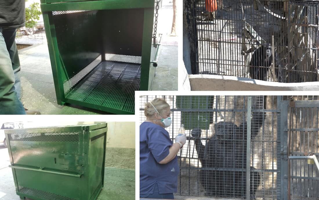 CORDOBA INTERNACIONAL (Argentina) moves a Chimpanzee to primates preservation Institute in Brazil