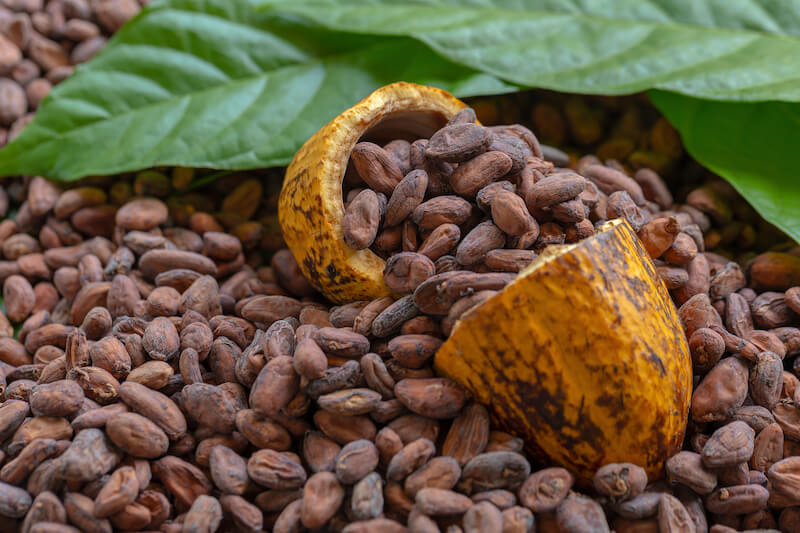 Forecast of high Export volumes of Cocoa from Ecuador by Maseni Group (Ecuador)